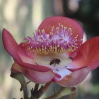 Couroupita guianensis Aubl.